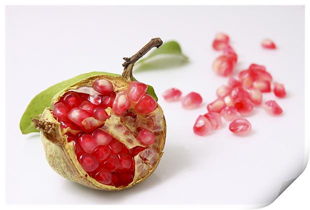 Pomegranate Print by PhotoStock Israel