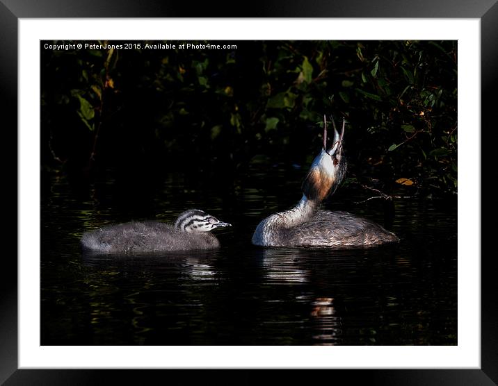  Great Crested Grebe and chick Framed Mounted Print by Peter Jones