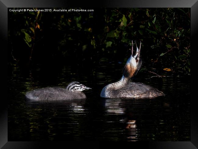  Great Crested Grebe and chick Framed Print by Peter Jones
