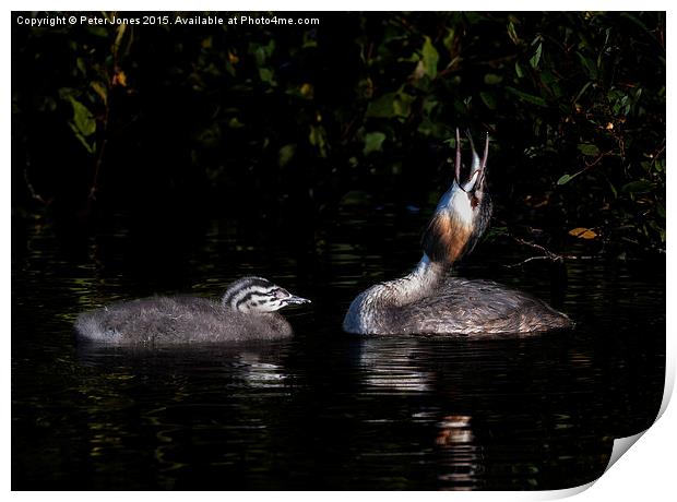  Great Crested Grebe and chick Print by Peter Jones