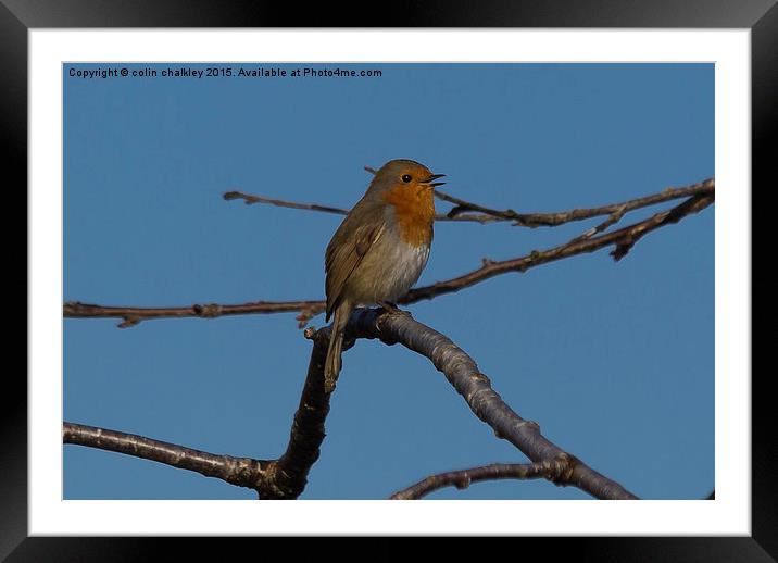  Chirpy Robin Framed Mounted Print by colin chalkley