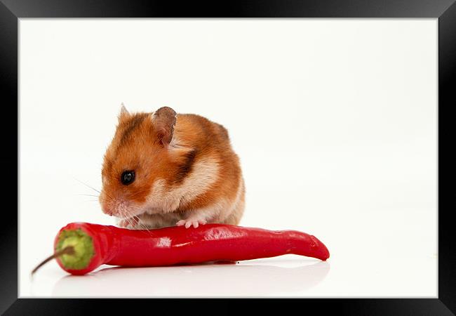 curious hamster Framed Print by PhotoStock Israel