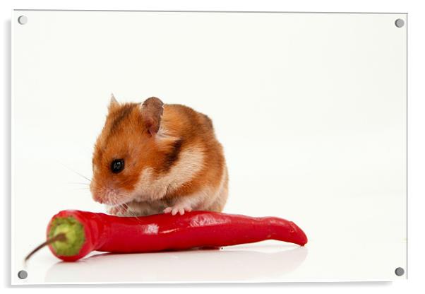 curious hamster Acrylic by PhotoStock Israel