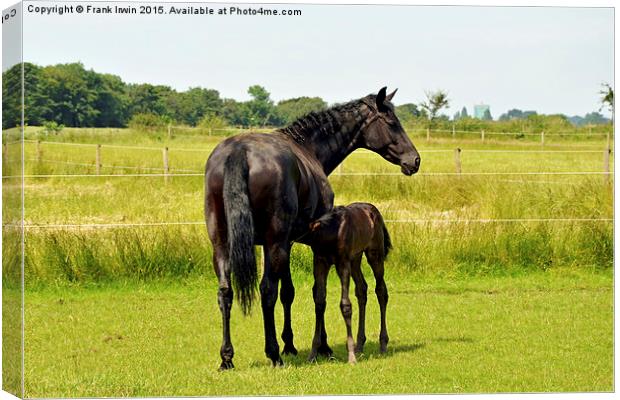  Mother and newly born foal Canvas Print by Frank Irwin