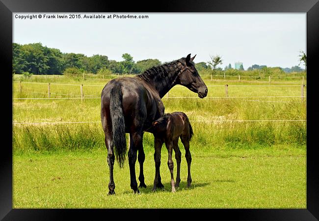  Mother and newly born foal Framed Print by Frank Irwin