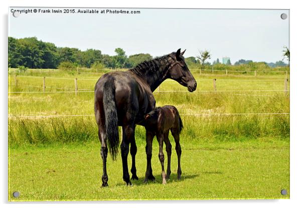  Mother and newly born foal Acrylic by Frank Irwin