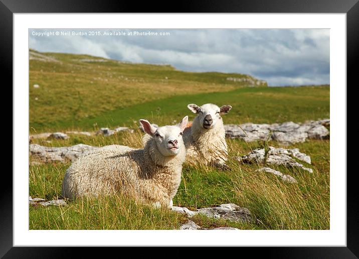 Malham sheep  Framed Mounted Print by Neil Burton