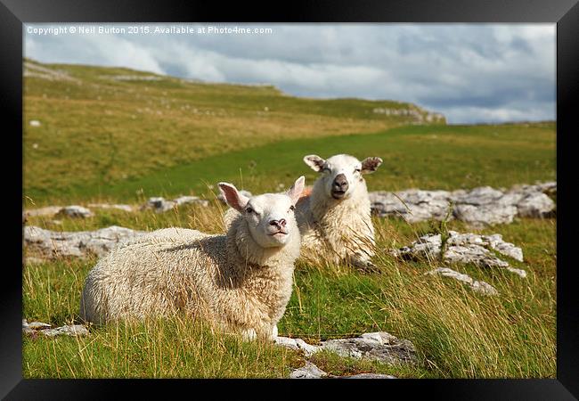 Malham sheep  Framed Print by Neil Burton