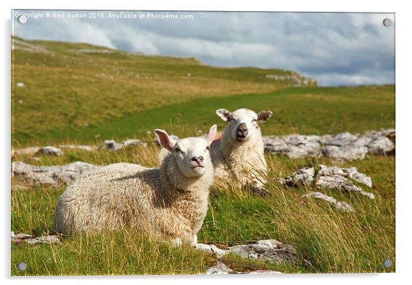 Malham sheep  Acrylic by Neil Burton