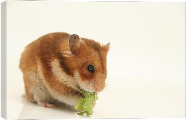 curious hamster Canvas Print by PhotoStock Israel