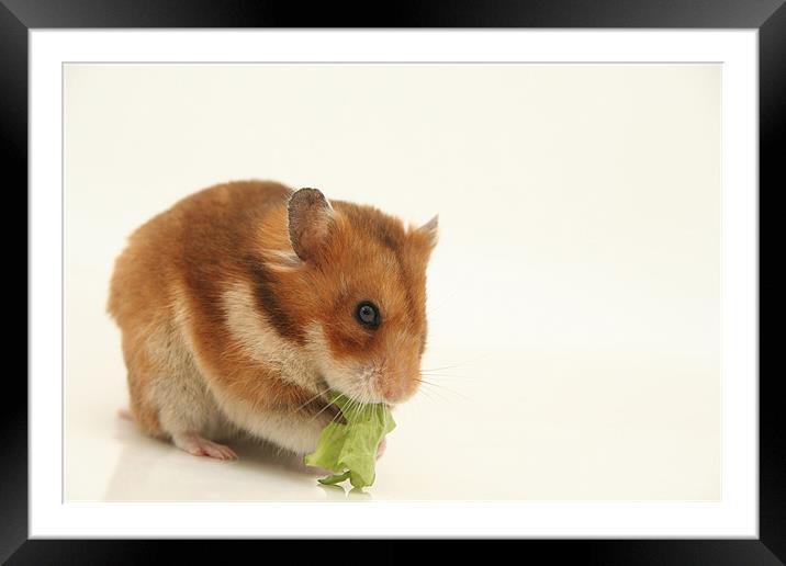 curious hamster Framed Mounted Print by PhotoStock Israel