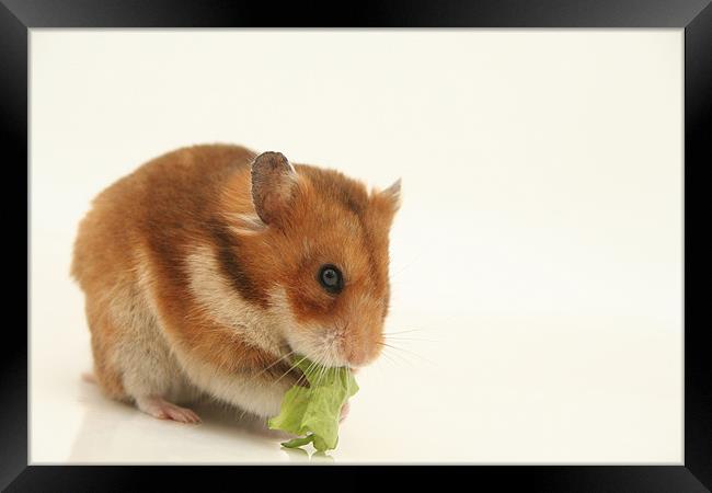 curious hamster Framed Print by PhotoStock Israel