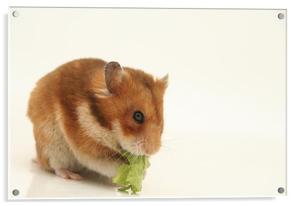 curious hamster Acrylic by PhotoStock Israel