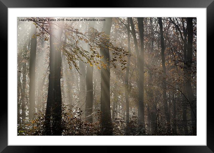  Sunlight Breaks Through the Fog in the Woods Framed Mounted Print by Carolyn Eaton