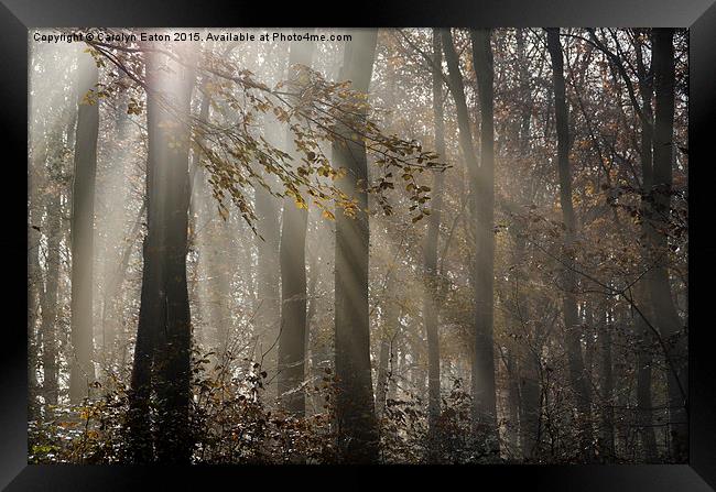  Sunlight Breaks Through the Fog in the Woods Framed Print by Carolyn Eaton