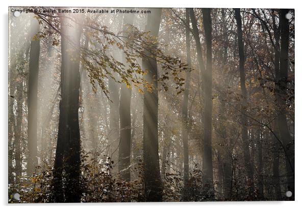  Sunlight Breaks Through the Fog in the Woods Acrylic by Carolyn Eaton