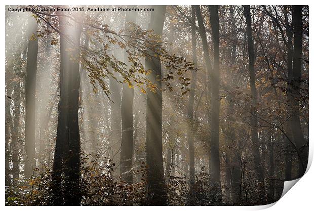  Sunlight Breaks Through the Fog in the Woods Print by Carolyn Eaton