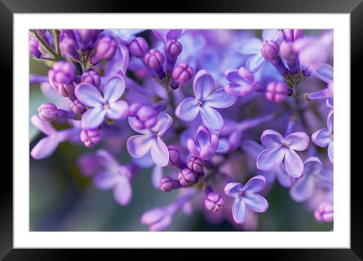  Lilac Dream  Framed Mounted Print by Jenny Rainbow