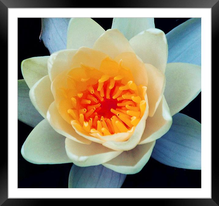 Water Lily  Framed Mounted Print by james balzano, jr.