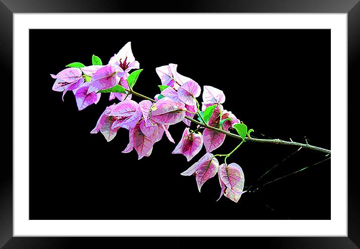 Colorful Branch  Framed Mounted Print by james balzano, jr.