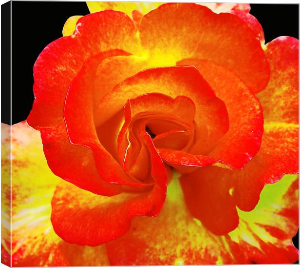 Close Up Colorful Rose Canvas Print by james balzano, jr.