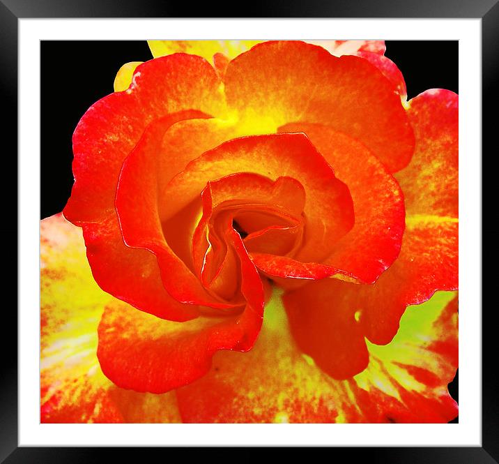Close Up Colorful Rose Framed Mounted Print by james balzano, jr.