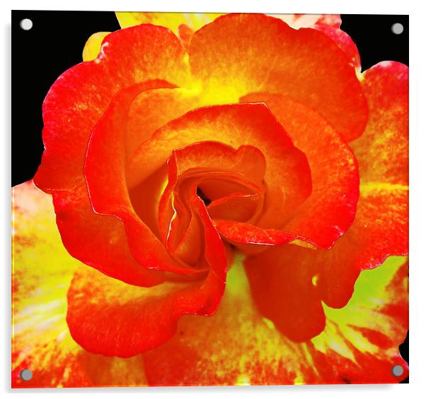Close Up Colorful Rose Acrylic by james balzano, jr.