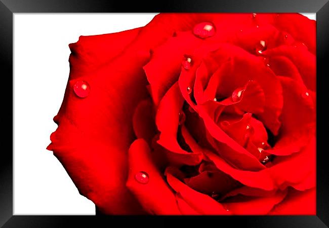 Lovely Red Rose with water Framed Print by pristine_ images