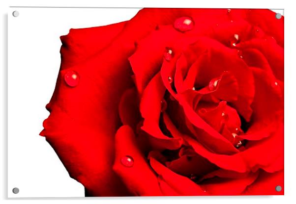 Lovely Red Rose with water Acrylic by pristine_ images