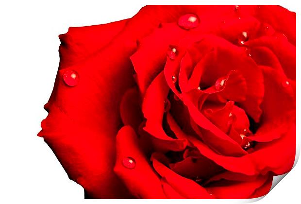 Lovely Red Rose with water Print by pristine_ images