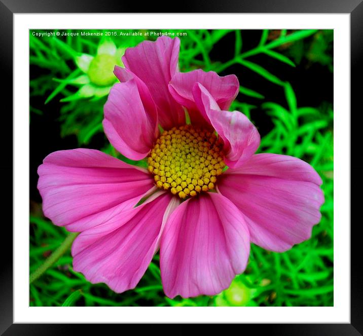  COSMOS FLOW Framed Mounted Print by Jacque Mckenzie