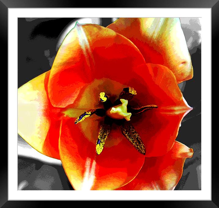 Close Up Tulip  Framed Mounted Print by james balzano, jr.