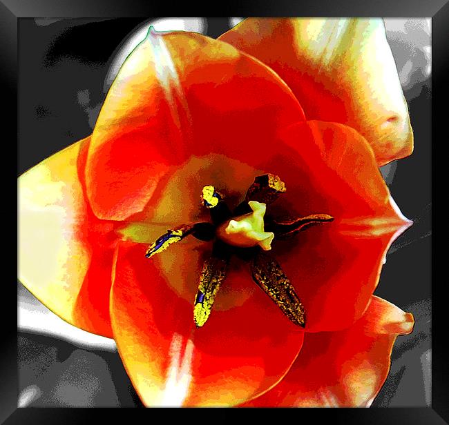 Close Up Tulip  Framed Print by james balzano, jr.