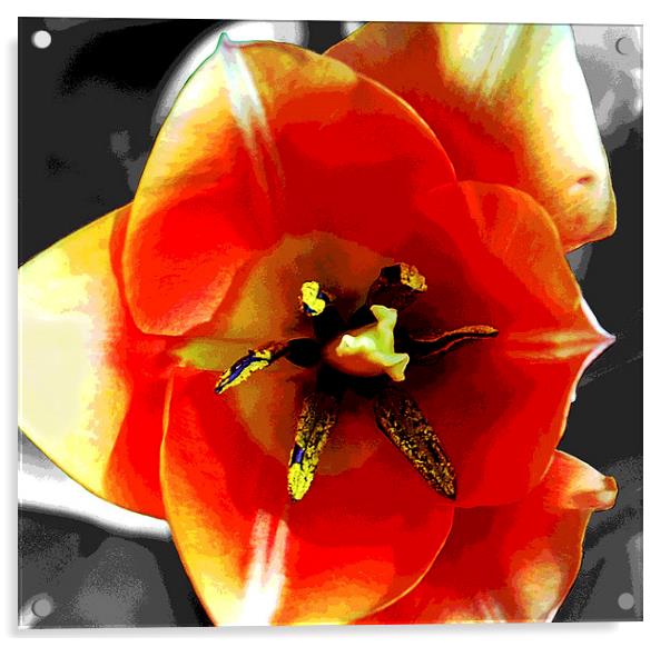 Close Up Tulip  Acrylic by james balzano, jr.