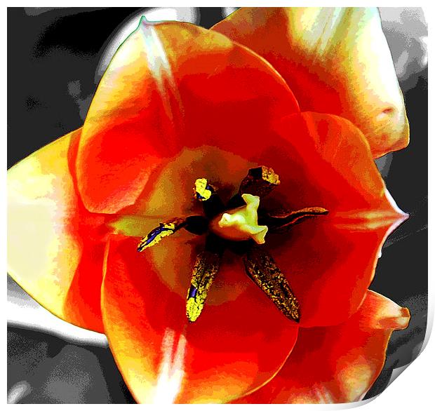 Close Up Tulip  Print by james balzano, jr.