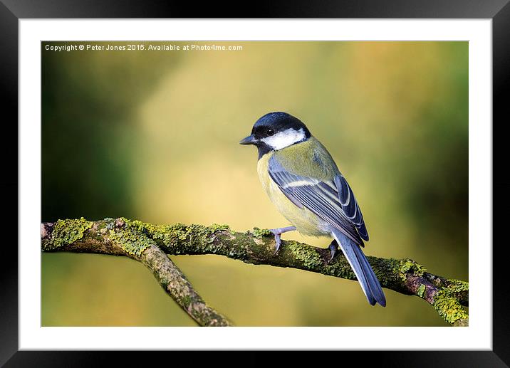  Great Tit Framed Mounted Print by Peter Jones