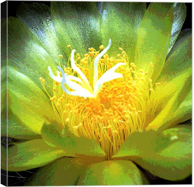 Cactus Flower  Canvas Print by james balzano, jr.