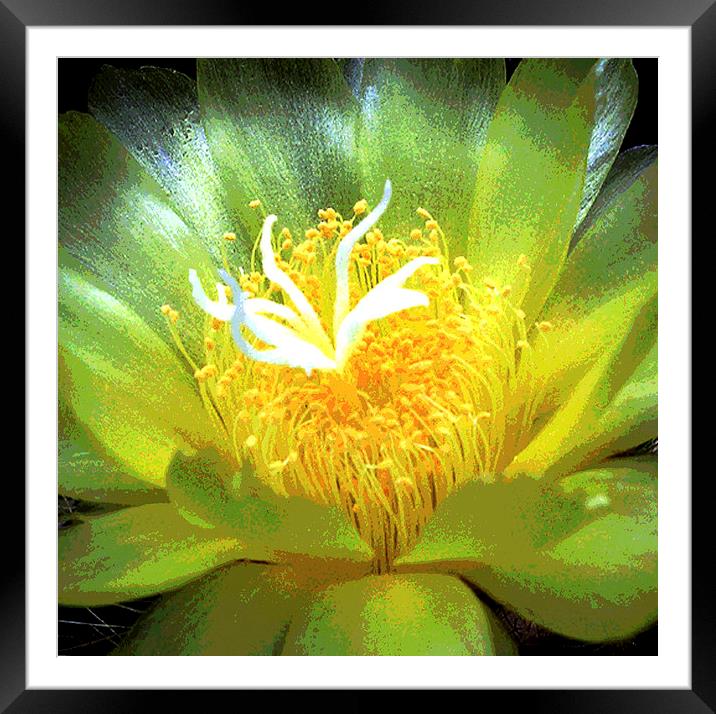 Cactus Flower  Framed Mounted Print by james balzano, jr.