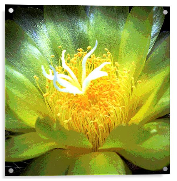 Cactus Flower  Acrylic by james balzano, jr.