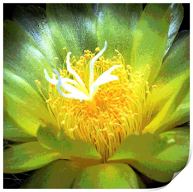 Cactus Flower  Print by james balzano, jr.