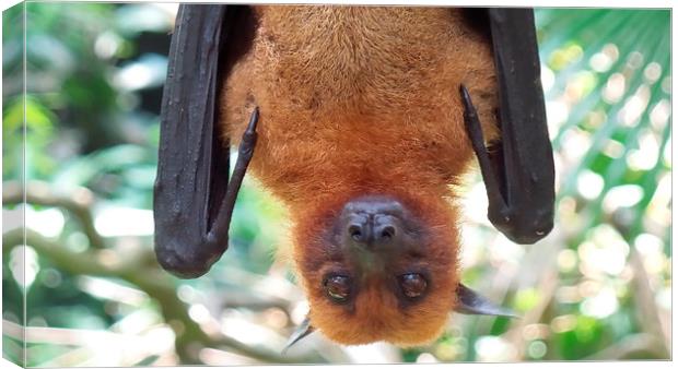  Up close and personal with a fruit bat Canvas Print by Mark McDermott