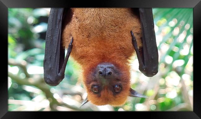  Up close and personal with a fruit bat Framed Print by Mark McDermott