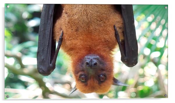  Up close and personal with a fruit bat Acrylic by Mark McDermott