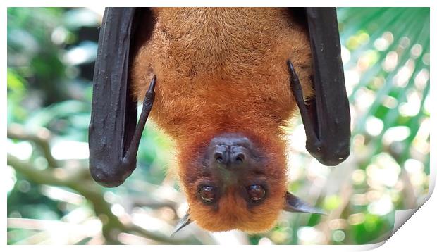  Up close and personal with a fruit bat Print by Mark McDermott