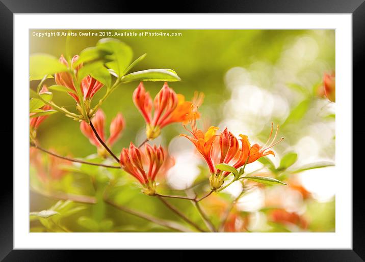 Rhododendron or Azalea Glowing Embers Framed Mounted Print by Arletta Cwalina