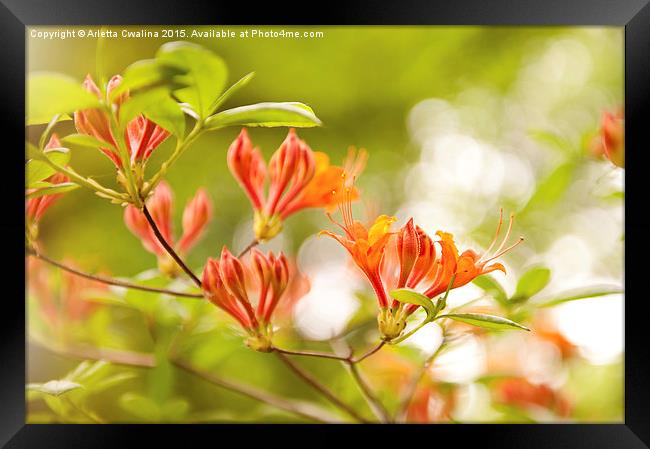 Rhododendron or Azalea Glowing Embers Framed Print by Arletta Cwalina