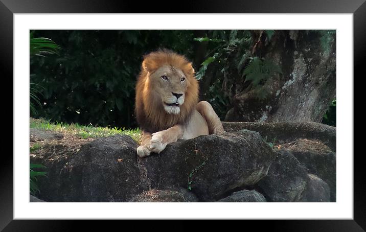  The King of the Jungle Framed Mounted Print by Mark McDermott