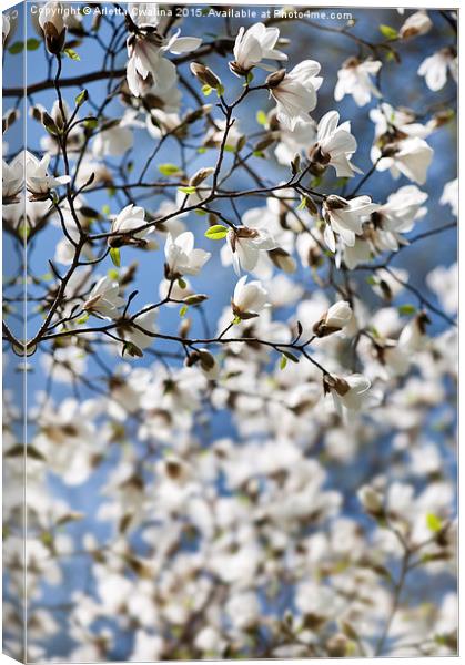 Magnolia spring bloom flowers Canvas Print by Arletta Cwalina