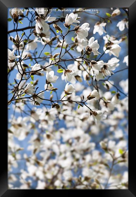 Magnolia spring bloom flowers Framed Print by Arletta Cwalina