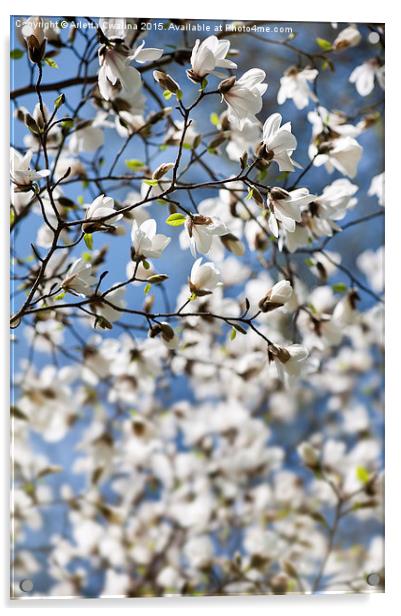 Magnolia spring bloom flowers Acrylic by Arletta Cwalina